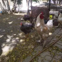 ۲ تا خروس سالم و سرحال