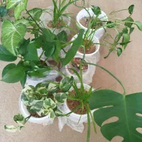گل های آپارتمانی