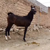 اسب|حیوانات مزرعه|اصفهان, بابوکان|دیوار