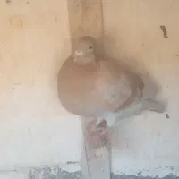 کبوتر صیداوقون طوقی|پرنده|مشهد, شهید قربانی|دیوار