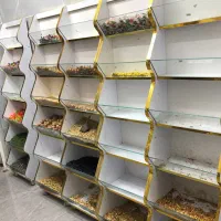 استند تخمه و اجیل