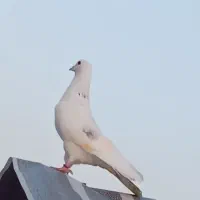 کبوتر گمشده