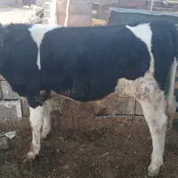 دوراس گوساله نر یکی اسراعیلی خالص یکیم  محلی