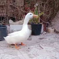 اردک ۱۰ماهه+خروس دومینیک ۶ماهه