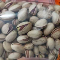 پسته اعلا رفسنجان برداشت امسال