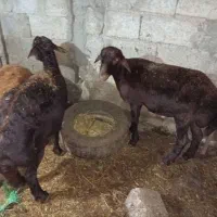 فروش هفت  عدد بره
