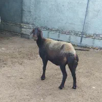 گوسفند یک شکم|حیوانات مزرعه|گنبد کاووس, |دیوار