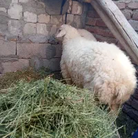 بره شیر نرو ماده|حیوانات مزرعه|کرمان, |دیوار