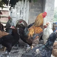 خروس|حیوانات مزرعه|کوچصفهان, |دیوار
