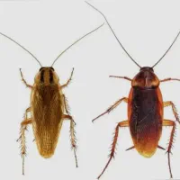 خدمات سم پاشی بانیروی مجرب و کارشناس وباتجربه