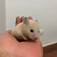 همستر ۲۰ روزه سوری اصیل