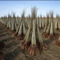 فروش ویژه نهال صنوبر+شانتیون