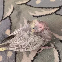 عروس هلندی مولد کار داده|پرنده|آبیک, |دیوار