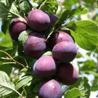 فروش انواع نهال با لیبل و شناسنامه جهاد کشاورزی|خدمات باغبانی و درختکاری|نقده, |دیوار