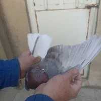 کبوتر نر کاکلی دم سفید هوایی رنگی