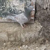 کبوتر پلاکی|پرنده|کوار, |دیوار