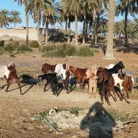 بز در شادکان الفلاحیه