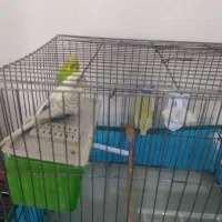 مرغ عشق