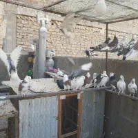 کبوتر شازده|پرنده|شهریار, شهرک مصطفی خمینی|دیوار