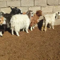 نر کره ماده کره|حیوانات مزرعه|کرمان, |دیوار