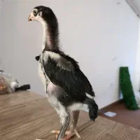 جوجه اوشامو