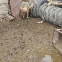 قوچ پلنگی