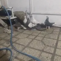 کفتر