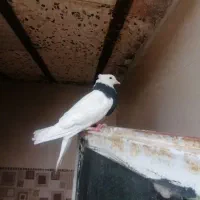 کبوتر|پرنده|یاسوج, |دیوار