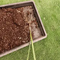 پاجوش کشت بافت برحی