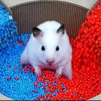 دنیای همستر در مرکز اصلی جوندگان.متن اگهی مهم است|موش و خرگوش|اصفهان, بهاران|دیوار