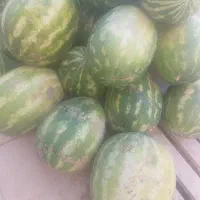 گاوی هندوانه