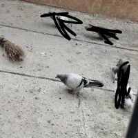 یک جفت کفتر ترکیه