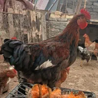 خروس|حیوانات مزرعه|زیباشهر, |دیوار