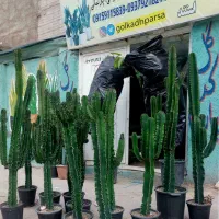 انواع گل کنارسالنی بزرگ سایه دوست گل خاص جدیدبامبو