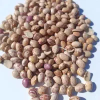 لوبیاچیتی درجه یک با پیک رایگان