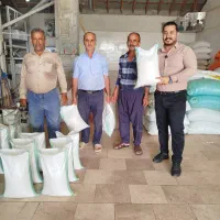 عرضه مستقیم وارسال برنج روستای گیلده آستانه اشرفیه|خوردنی و آشامیدنی|آستانه اشرفیه, |دیوار