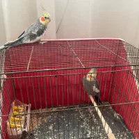 عروس نر