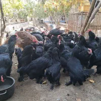 خروس مرندی|حیوانات مزرعه|هشتگرد, خور|دیوار