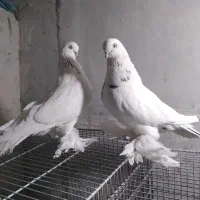 فروش ۱ جفت کبوتر  لانگ فیس و ۱ جفت نوک ریز|پرنده|بروجن, |دیوار