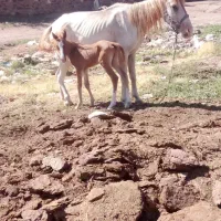 اسب مادیونفروشی  بدون کره