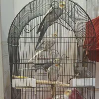 عروس هلندی