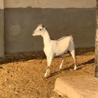 بزغاله و بره|حیوانات مزرعه|مشهد, جنت|دیوار