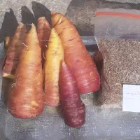 بذر زردک محلی نیشابور