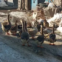 غاز قو وساده ۱۷۰۰|حیوانات مزرعه|اردبیل, |دیوار