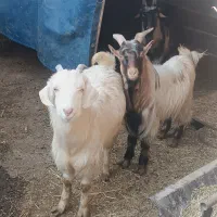 دو راس بزغاله تر