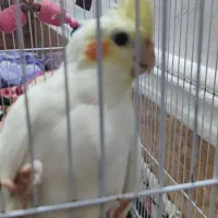 جوجه عروس هلندی|پرنده|باوی, |دیوار