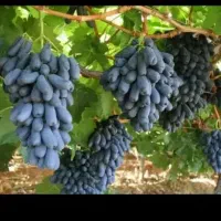 بزرگترین مرکز تولید انواع نهال انگور در کاشمر