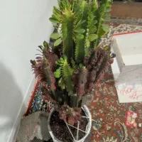 فروشگاه گل|گل و گیاه طبیعی|لوشان, |دیوار