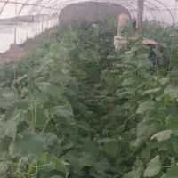 نیازمند کارگر کشتگر|استخدام صنعتی، فنی، مهندسی|زهک, |دیوار