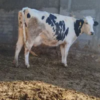 ماده گاو|حیوانات مزرعه|چناران, |دیوار